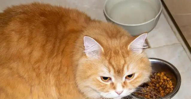 猫咪吃饭有讲究？一天喂几次才健康？科学喂养全揭秘