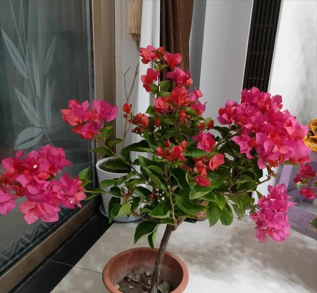 秋季养三角梅，牢记“1多、3控”，叶厚长得旺，满头“花疙瘩”