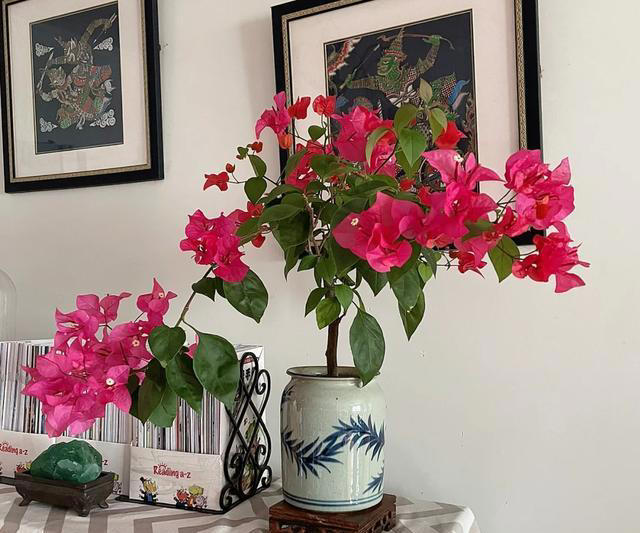 秋季养三角梅，牢记“1多、3控”，叶厚长得旺，满头“花疙瘩”