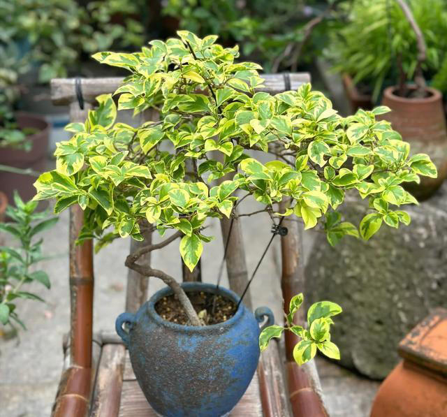 秋季养三角梅，牢记“1多、3控”，叶厚长得旺，满头“花疙瘩”