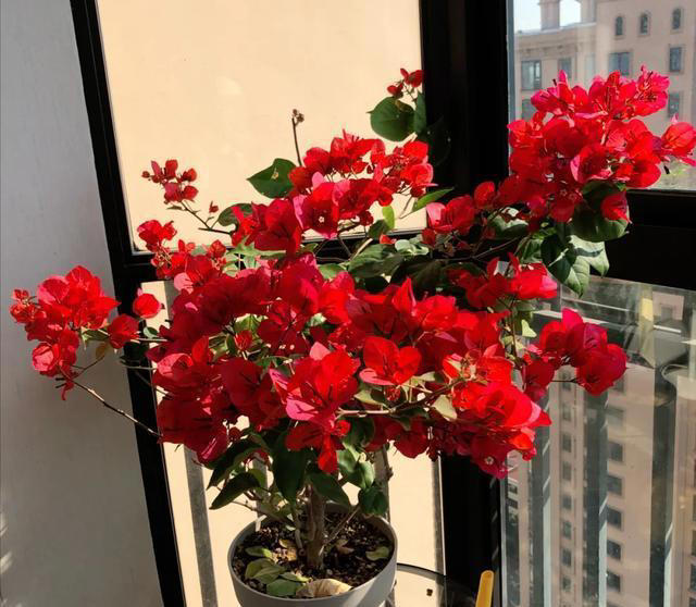 秋季养三角梅，牢记“1多、3控”，叶厚长得旺，满头“花疙瘩”