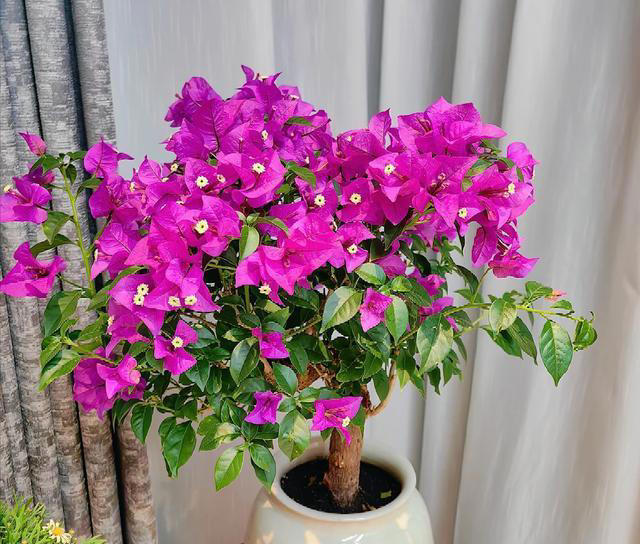 秋季养三角梅，牢记“1多、3控”，叶厚长得旺，满头“花疙瘩”