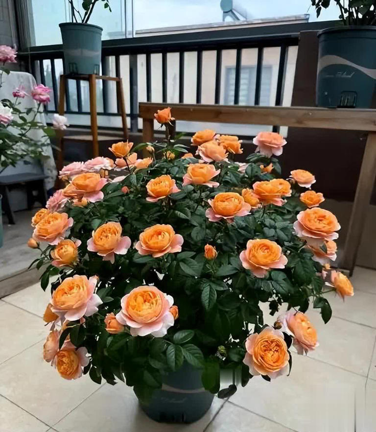 适合新手的6种“开花机器”，好养好看上档次，你家养了几种？