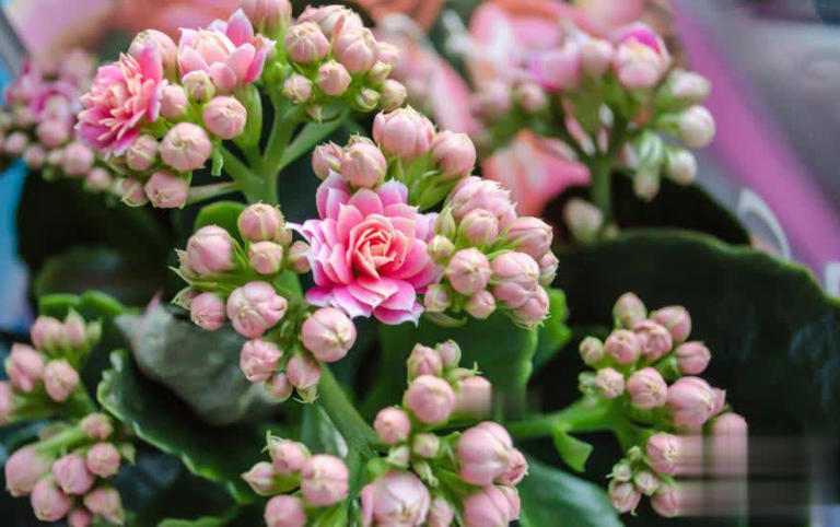 适合新手的6种“开花机器”，好养好看上档次，你家养了几种？