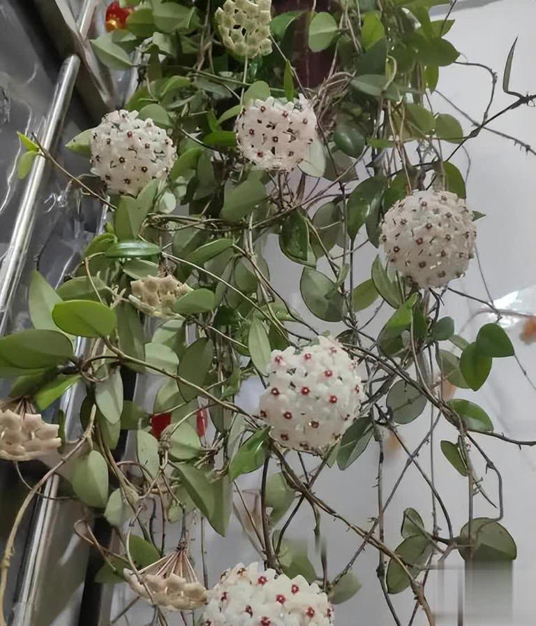 适合新手的6种“开花机器”，好养好看上档次，你家养了几种？