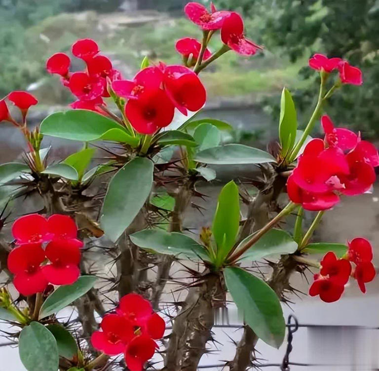 适合新手的6种“开花机器”，好养好看上档次，你家养了几种？