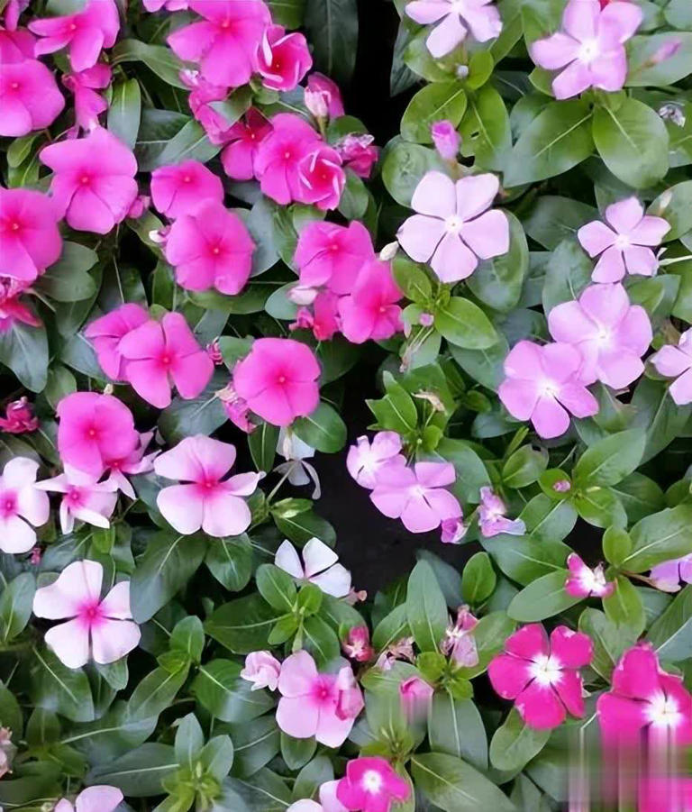 适合新手的6种“开花机器”，好养好看上档次，你家养了几种？