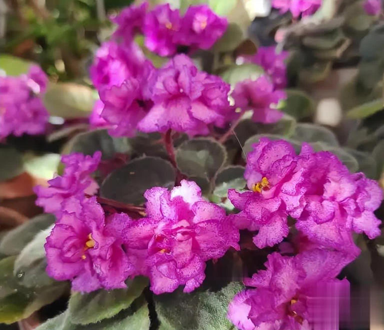 适合新手的6种“开花机器”，好养好看上档次，你家养了几种？