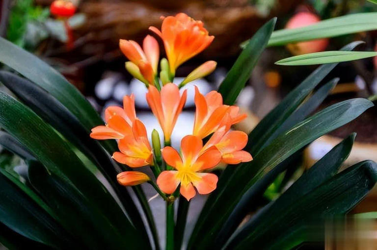 春天养君子兰牢记“2多1少”，一次长6新叶开花更旺