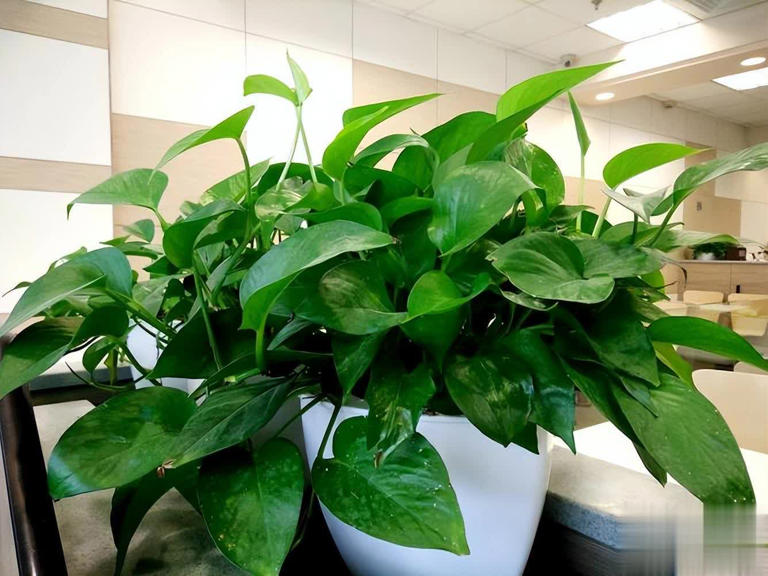 卧室种这6种漂亮花，皮实好养助睡眠还能清新空气