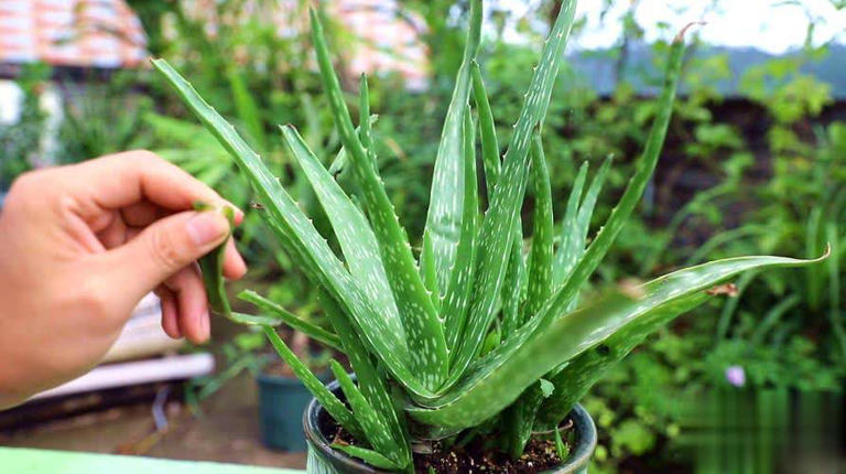 卧室种这6种漂亮花，皮实好养助睡眠还能清新空气