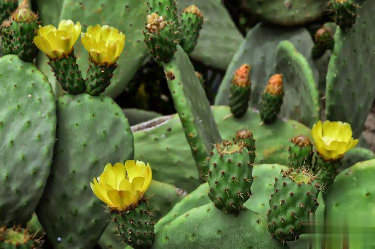 卧室种这6种漂亮花，皮实好养助睡眠还能清新空气