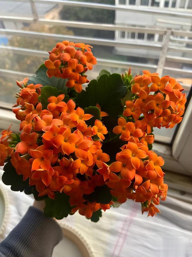 卧室种这6种漂亮花，皮实好养助睡眠还能清新空气