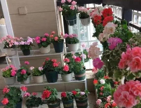 新手养花总失败？不改这4个坏习惯，啥花都得蔫！