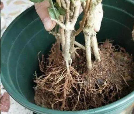 新手养花总失败？不改这4个坏习惯，啥花都得蔫！