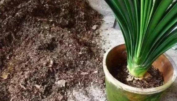 新手养花总失败？不改这4个坏习惯，啥花都得蔫！