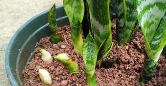 新手养花总失败？不改这4个坏习惯，啥花都得蔫！