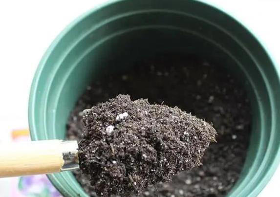 新手养花总失败？不改这4个坏习惯，啥花都得蔫！