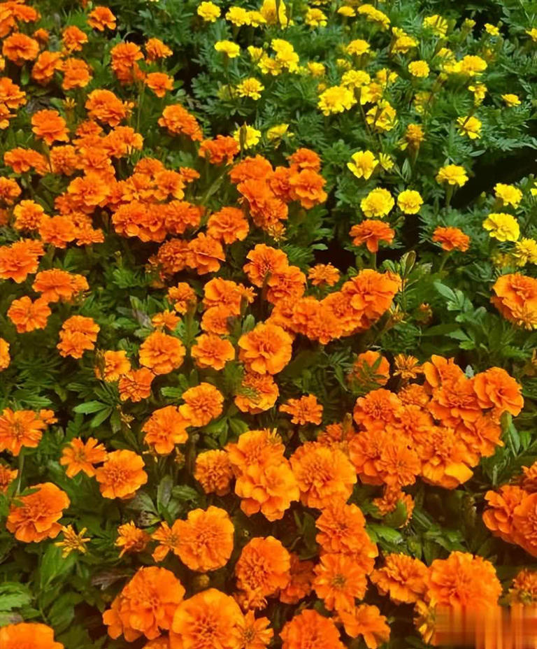 适合冬天种植的6种花，每一种都是颜值担当，你养过几种呢？