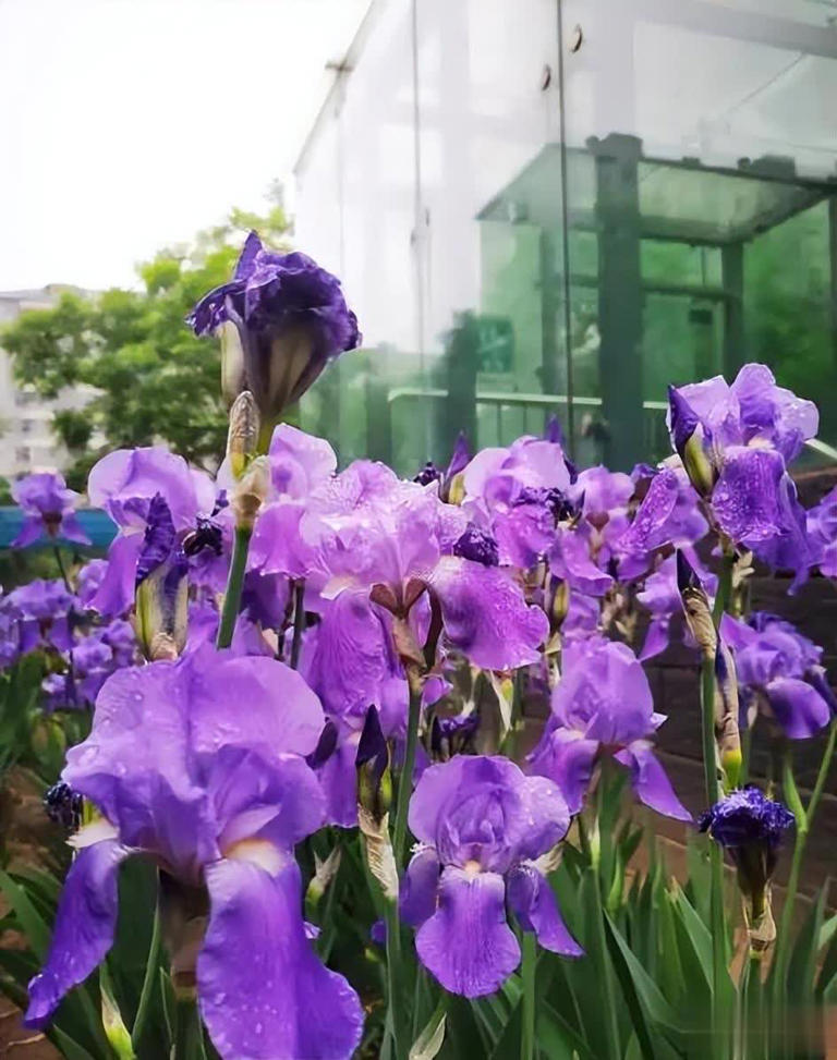 适合冬天种植的6种花，每一种都是颜值担当，你养过几种呢？