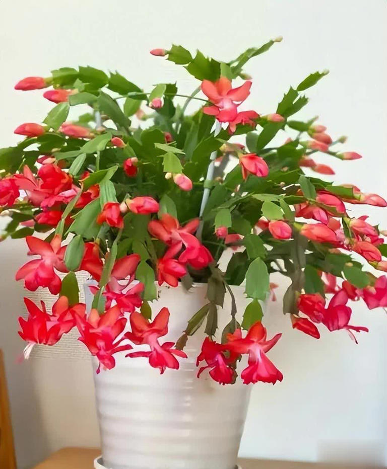 适合冬天种植的6种花，每一种都是颜值担当，你养过几种呢？