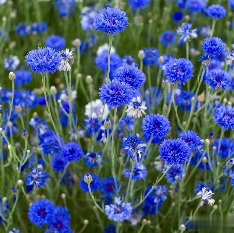 适合冬天种植的6种花，每一种都是颜值担当，你养过几种呢？