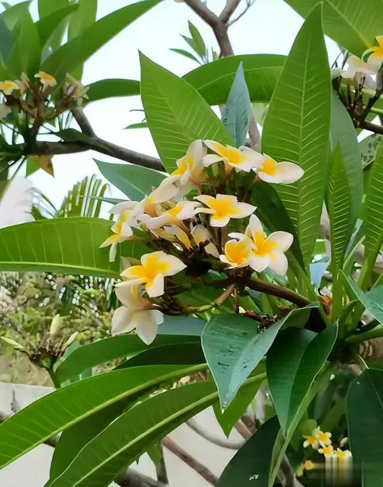 适合冬天种植的6种花，每一种都是颜值担当，你养过几种呢？