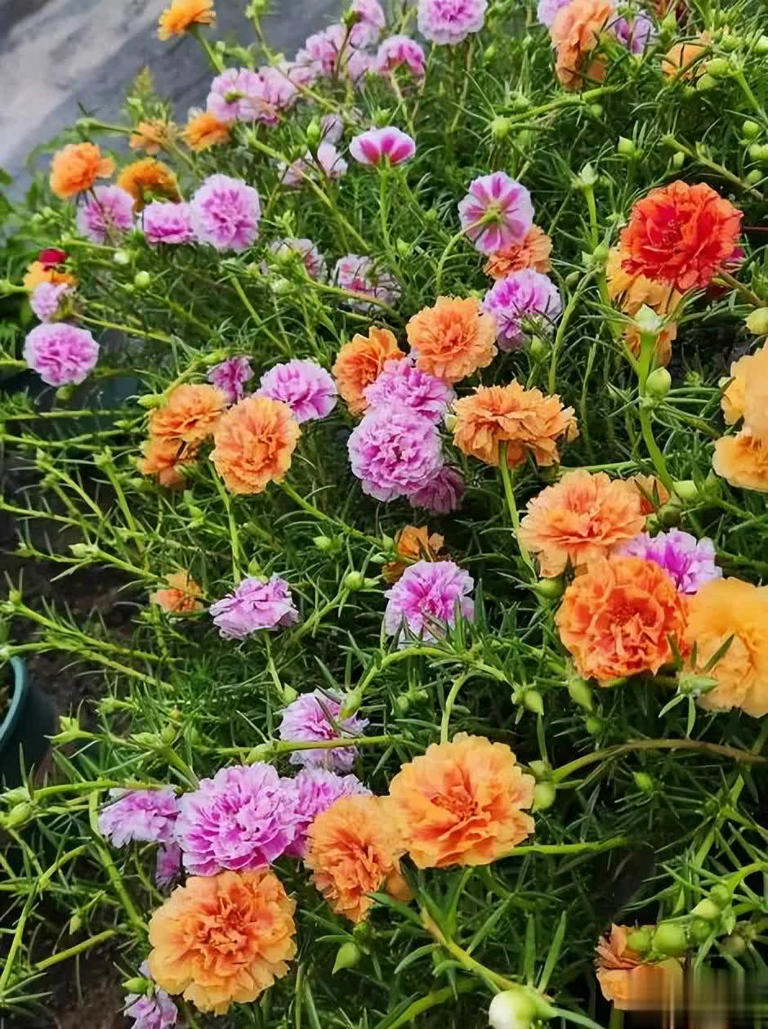 适合冬天种植的6种花，每一种都是颜值担当，你养过几种呢？