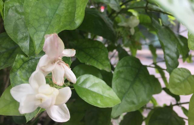 茉莉花该“放室内”，还是“放室外”，很多人搞错了，难怪养不好