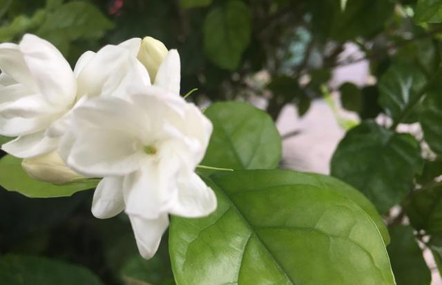 茉莉花该“放室内”，还是“放室外”，很多人搞错了，难怪养不好