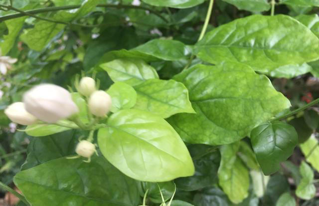 茉莉花该“放室内”，还是“放室外”，很多人搞错了，难怪养不好