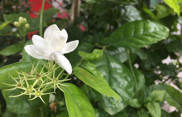 茉莉花该“放室内”，还是“放室外”，很多人搞错了，难怪养不好