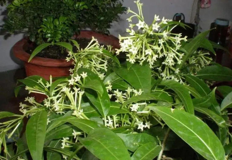 室内养花，选择带香味的，摆在阳台上，香味散整个室内