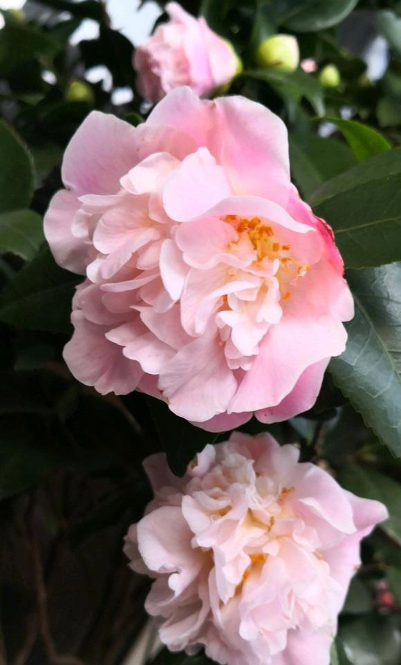 室内养花，选择带香味的，摆在阳台上，香味散整个室内