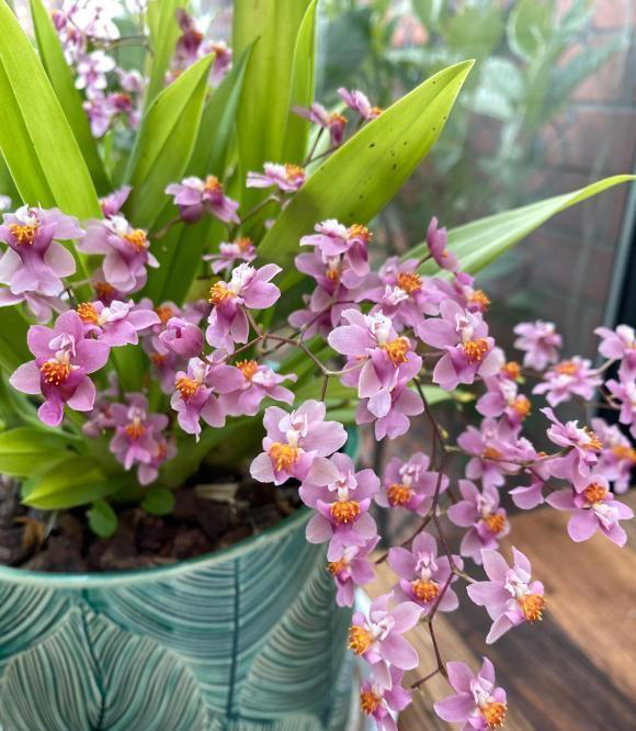 北方的草花，冬天还能开吗？有暖气就能开，没暖气小心冻死