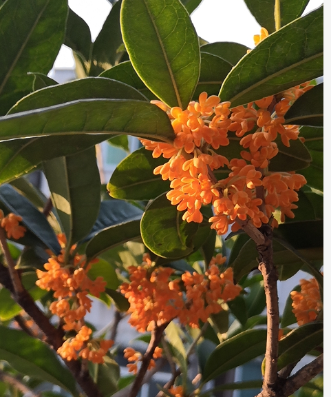 室内养花，选择带香味的，摆在阳台上，香味散整个室内