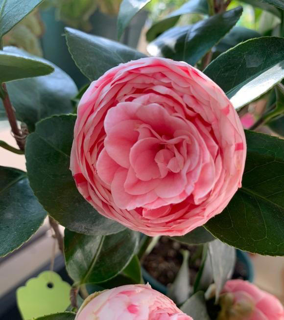 室内养花，选择带香味的，摆在阳台上，香味散整个室内