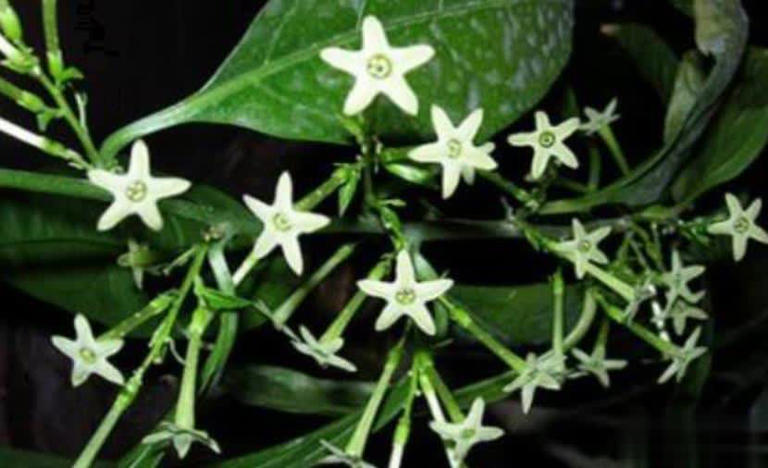 值得拥有的6种漂亮花，香味浓郁上档次，你家养了几种？