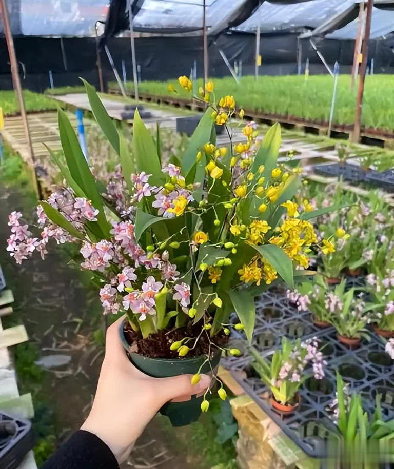 值得拥有的6种漂亮花，香味浓郁上档次，你家养了几种？