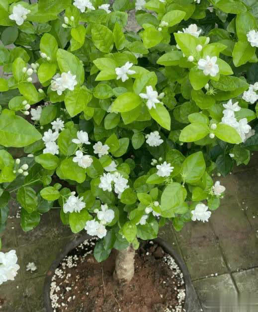 值得拥有的6种漂亮花，香味浓郁上档次，你家养了几种？