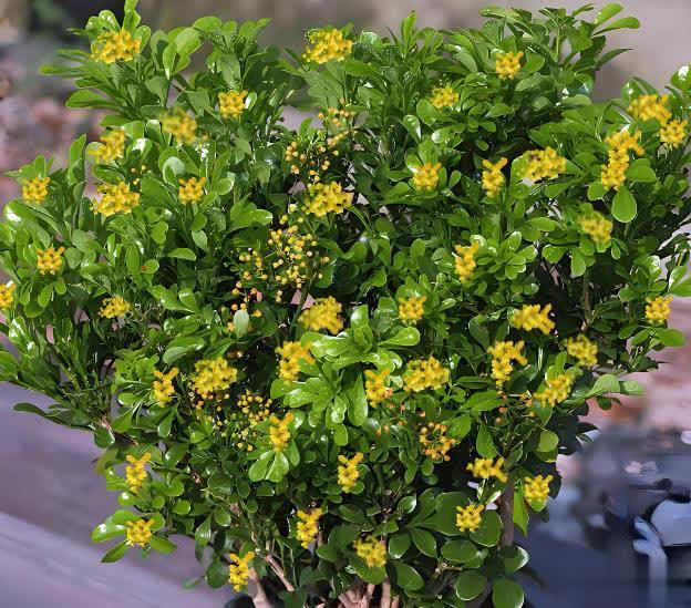 值得拥有的6种漂亮花，香味浓郁上档次，你家养了几种？