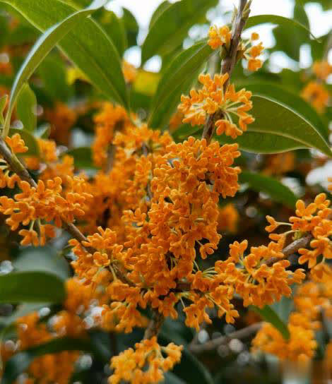 值得拥有的6种漂亮花，香味浓郁上档次，你家养了几种？