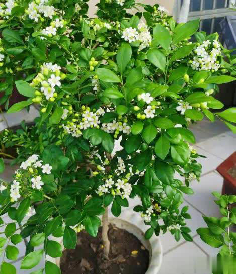 值得拥有的6种漂亮花，香味浓郁上档次，你家养了几种？