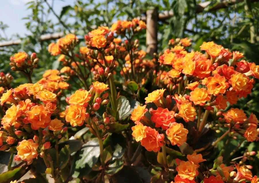 长寿花有“三怕”及用4个方法养，新手一定要避免，合理养护才能爆盆开花