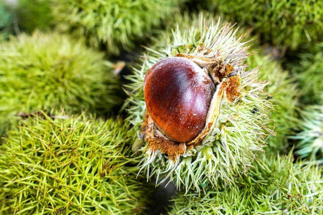 板栗正大量上市，医生提醒：吃板栗的禁忌要牢记，很多人不知道！