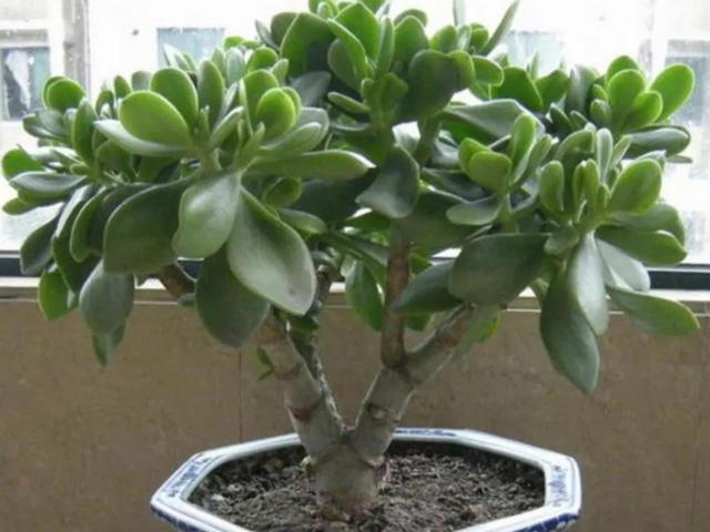 养5种花，一定不要浇水太勤，否则太容易烂根