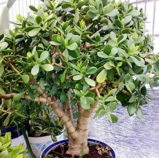 养5种花，一定不要浇水太勤，否则太容易烂根