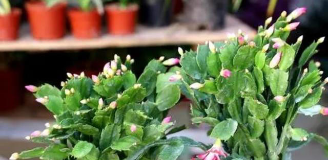 养5种花，一定不要浇水太勤，否则太容易烂根