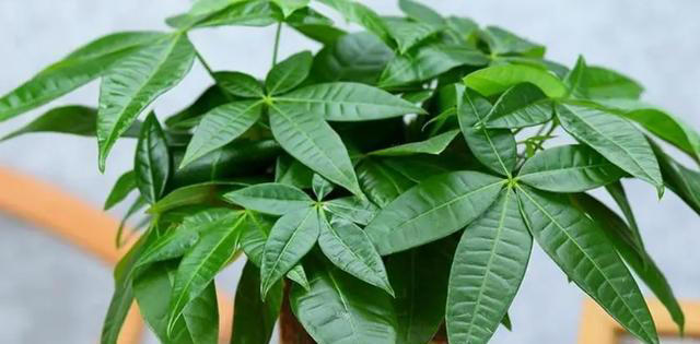 养5种花，一定不要浇水太勤，否则太容易烂根