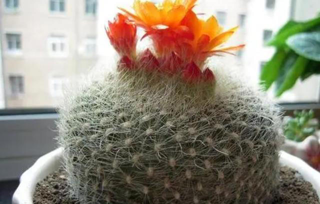 养5种花，一定不要浇水太勤，否则太容易烂根